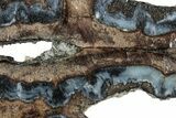 Mammoth Molar Slice With Case - South Carolina #291169-2